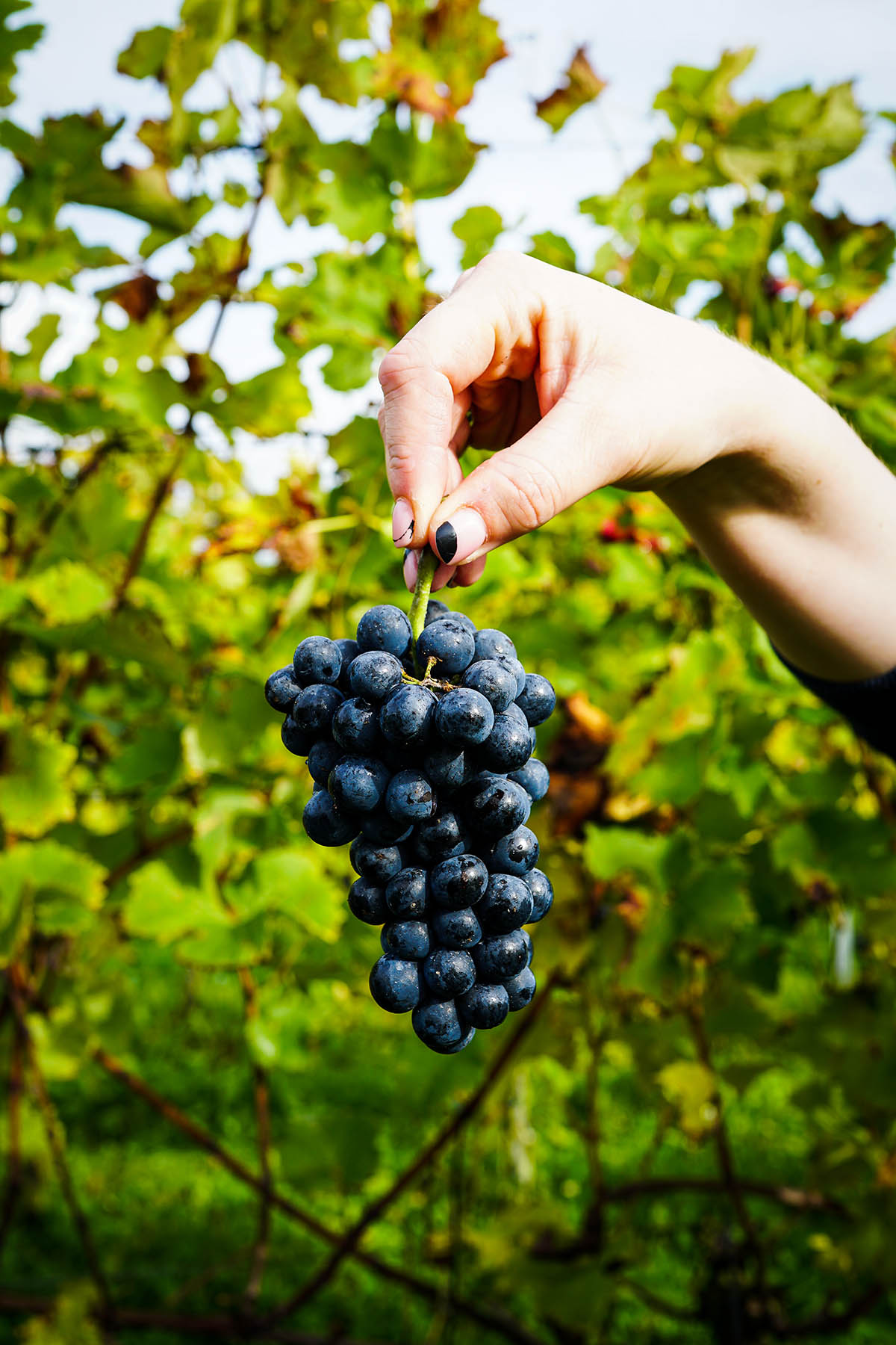 oogst-druiven-marigoldtwelve-food-photography-de-wijnmakers