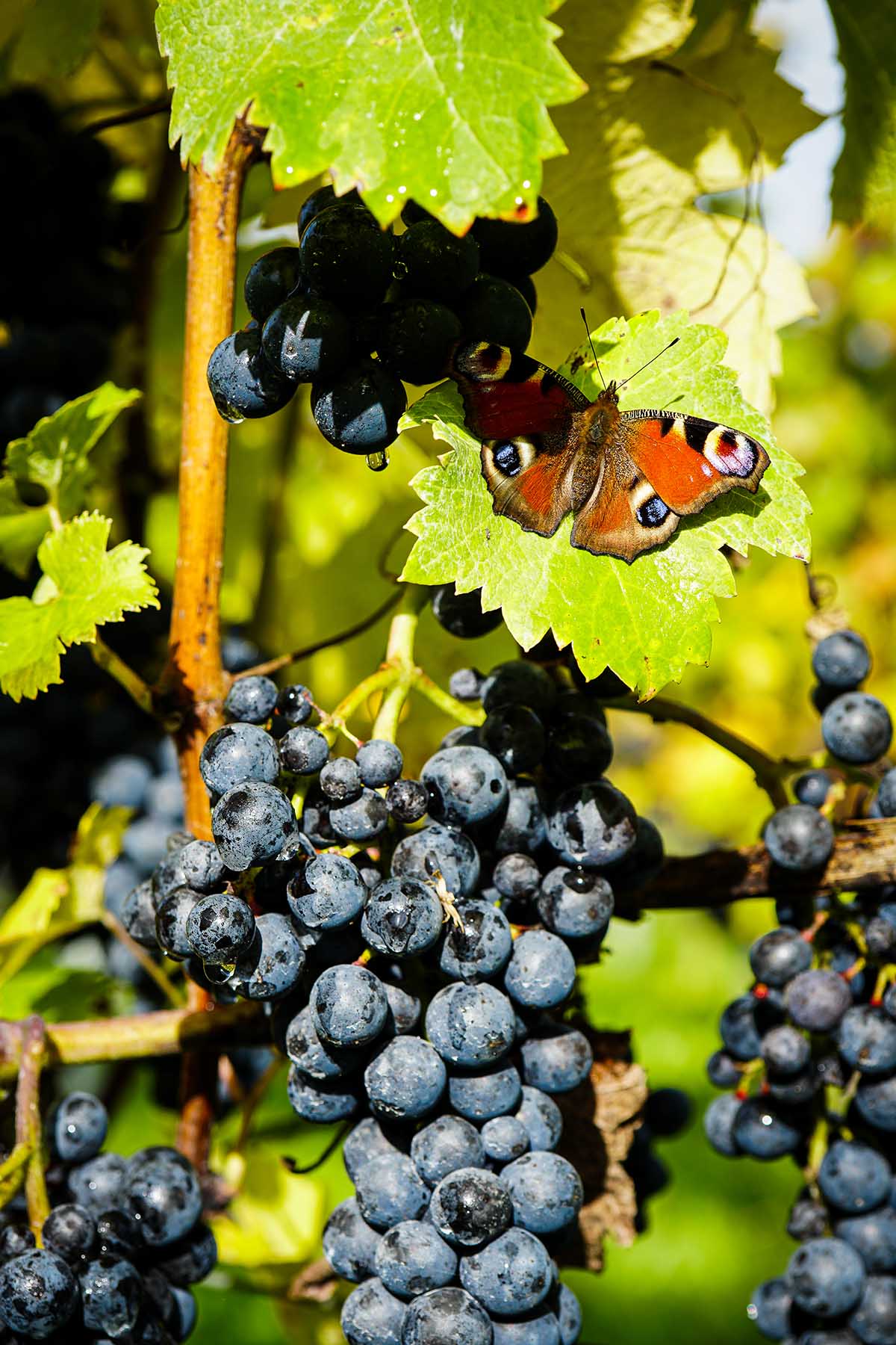 vlinder-de-wijnmakers-wijngaard-oogsten-marigoldtwelve